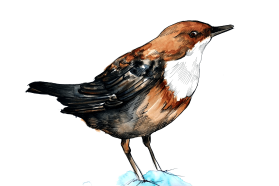 White throated dipper, Cinclus cinclus